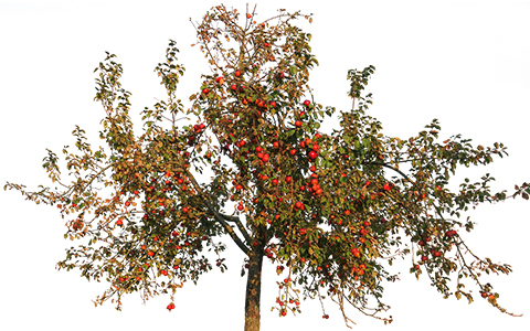 Fruit trees like apple fit well in alpharetta georgia landscapes