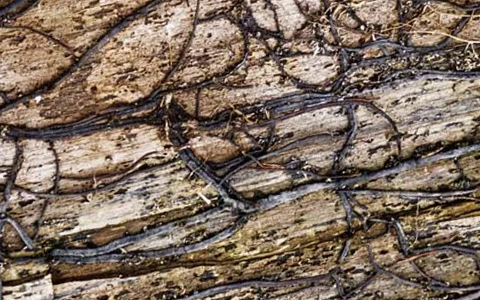 Armillaria root rot rhizomorphs spread the disease between hosts