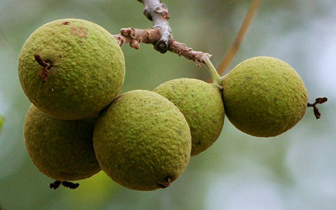 Black walnut fruit looks similar to the more common walnut but with some toxicity