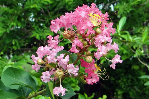 Crepe myrtle Roswell Ga pink bloom japanese beetle