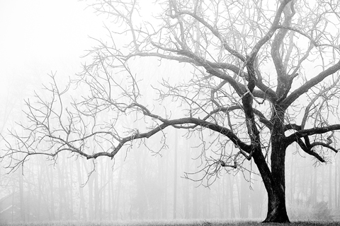 Dormant deciduous tree in winter