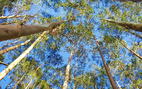Eucalyptus trees grow fast and spread quickly