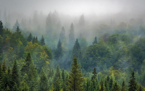Forest trees are carbon sinks fighting global warming and climate change
