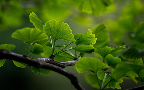 Trees that smell bad include many common species like ginkgo