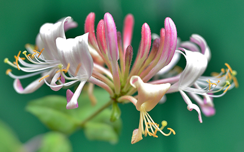 Fragrant shrubs for your yard and garden include the majestic honeysuckle