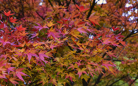 Small trees for tiny yards Japanese maple