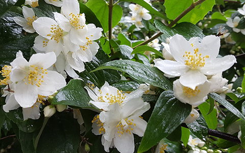 Fragrant shrubs for your yard and garden include jasmine
