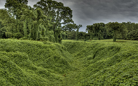Kudzu out competes everything from grass to plants and even mature healthy trees