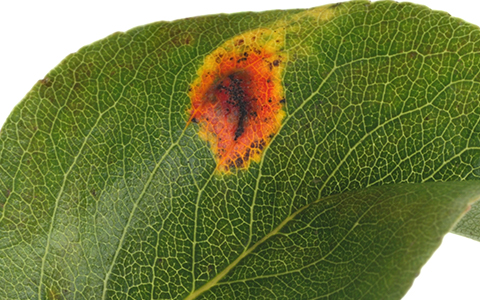Japanese blueberry trees can decline from leaf rust