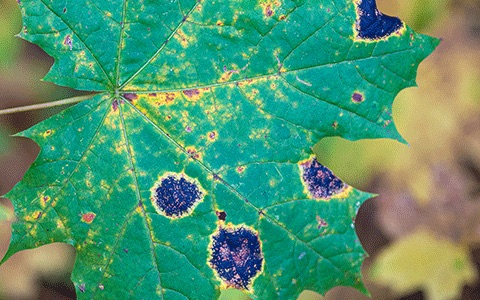 Maple tree infected with leaf spot phyllosticta minima disease