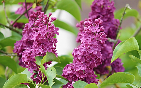 Fragrant shrubs for your yard and garden include lilac