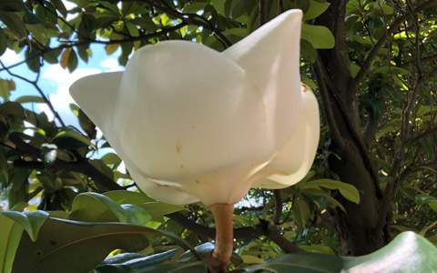 Magnolia grandiflora tepal of blooming flower