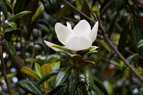 Flowering magnolia tree with new bloom