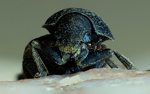 Wood boring beetles like the mountain pine beetle are responsible for the death of millions of trees