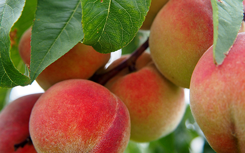Standalone self pollinating fruit trees for alpharetta georgia include peach