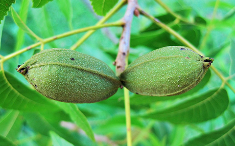 Juglone is produced by several other tree species including pecan