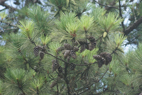 Mature pine tree with pinecones