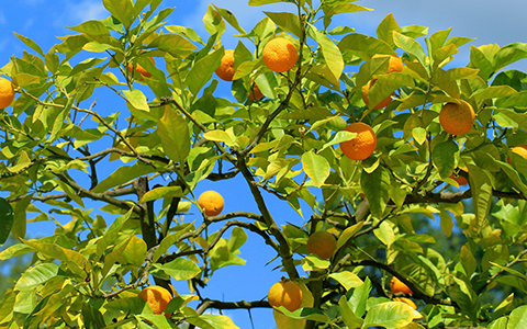 Plant your indoors fruit trees outdoors when they outgrow your home