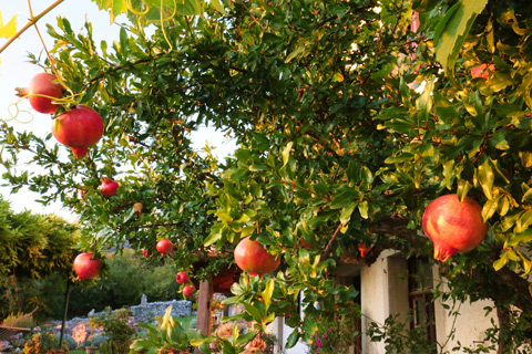 Pomegranate care tree service Alpharetta Ga