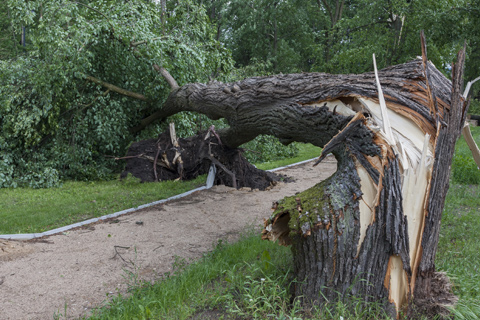 Tree severely damaged by hurricane with snapped trunk