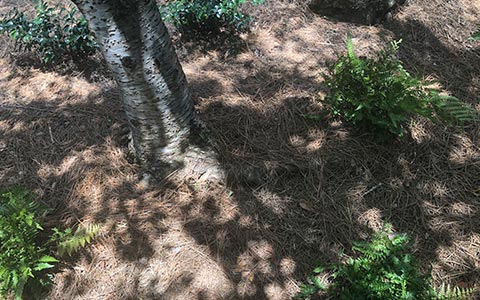 Exposed tree roots covered and protected by mulch and plants