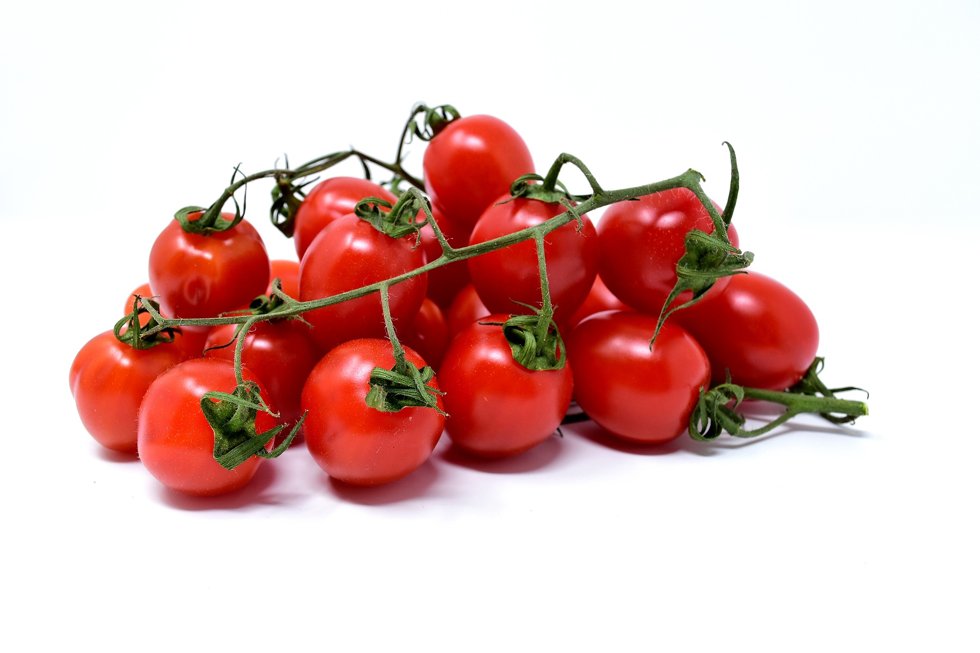 Tomatoes are a juglone sensitive crop