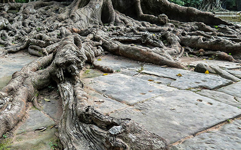 Invasive tree roots damaging hardscapes walkways and sidewalks