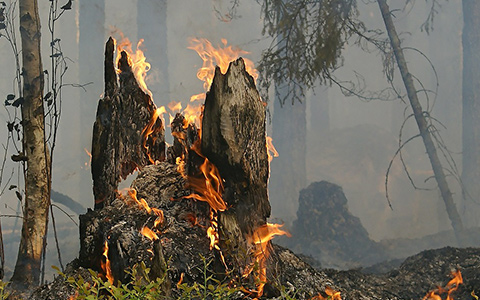 Kill and stop tree stumps from growing back using fire