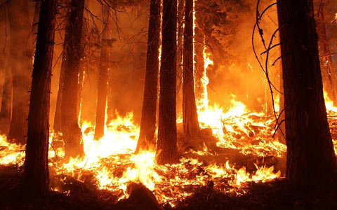 Forest wildfire causing trees to release massive amounts of carbon