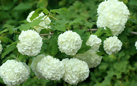 Fragrant shrubs for your yard and garden include viburnum