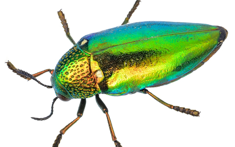 Metallic wood boring beetles are tree killers