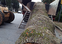 alpharetta ga tree removal