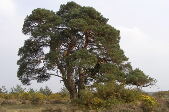 non-native Scot pine tree species