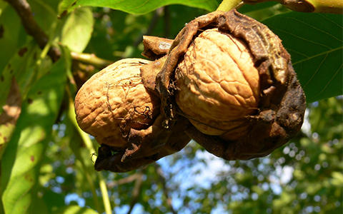 All parts of walnut trees contain juglone especially black walnut