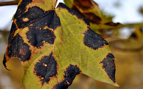 Dark brown irregular blotches on foliage indicates an anthracnose infection