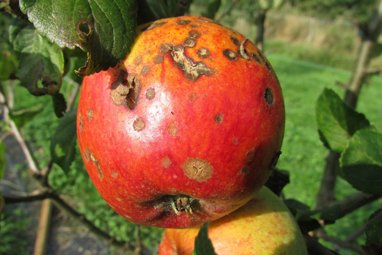 apple scab disease and treatment