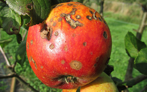 Tree diseases cause severe damage to branches foliage and fruit like apple scab