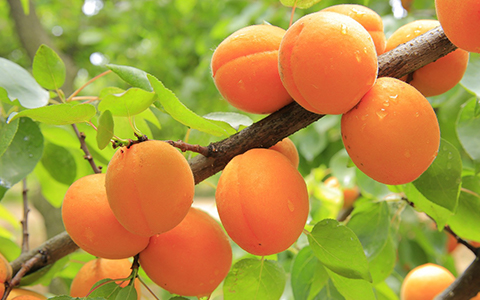 Standalone self pollinating fruit trees for alpharetta georgia include apricot