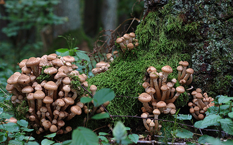 Armillaria root rot produces honey mushrooms at an infected tree base