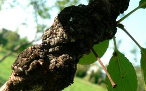 Tree diseases cause severe damage to branches foliage and fruit like black knot