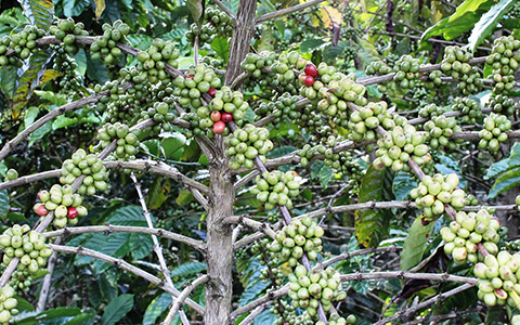 Growing coffee trees in alpharetta georgia requires nutrient rich and well drained soil