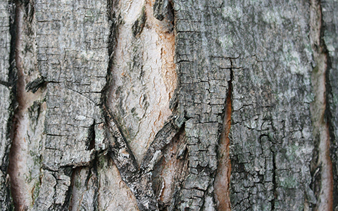Cracks in your tree bark after the winter season could cause severe damage to your tree