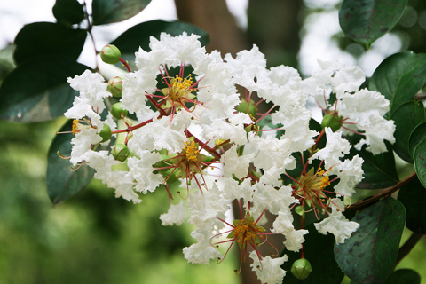 Crape Myrtle with white blooms in Roswell Ga