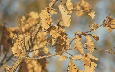 Dead leaves on tree with Bretziella fagacearum oak wilt disease