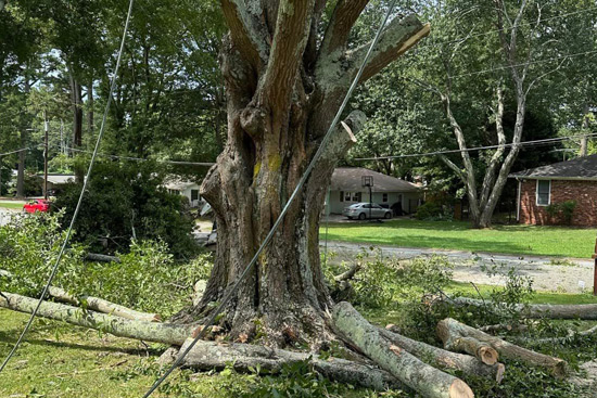 dead tree by power line being removed by tree removal service