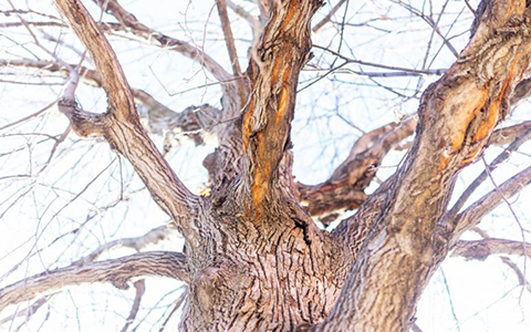 Tree diseases cause severe damage to branches foliage and fruit like Dutch elm disease