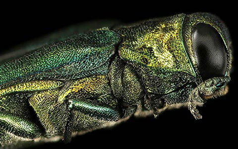 Agrilus planipennis emerald ash borer eab boring insect