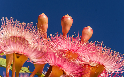 Eucalyptus trees are popular worldwide for their fast growth aromatic foliage and beautiful flowers