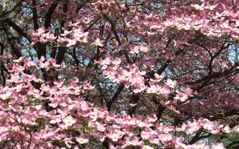 Flowering dogwood blooming tree cornus florida