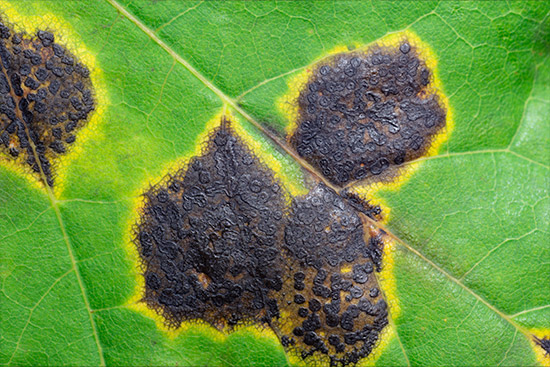 fungal spores on the underside of maple leaf